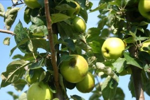 Excess apples congleton