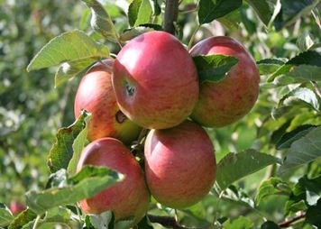 apples congleton
